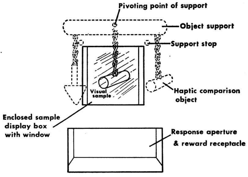 The three seen and felt shapes presented to apes (3 orang-utangs and 2 chimpanzees) in a crossmodal matching study reported by Davenport and Rogers (1970).